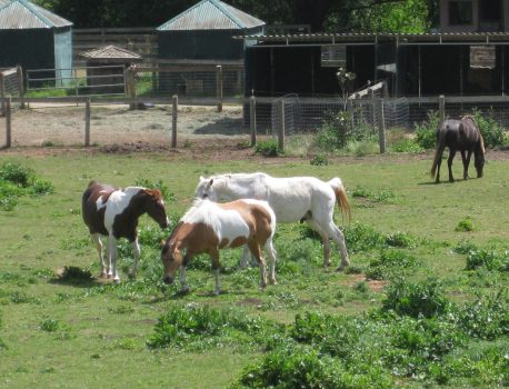 Horse Owners and Boarding