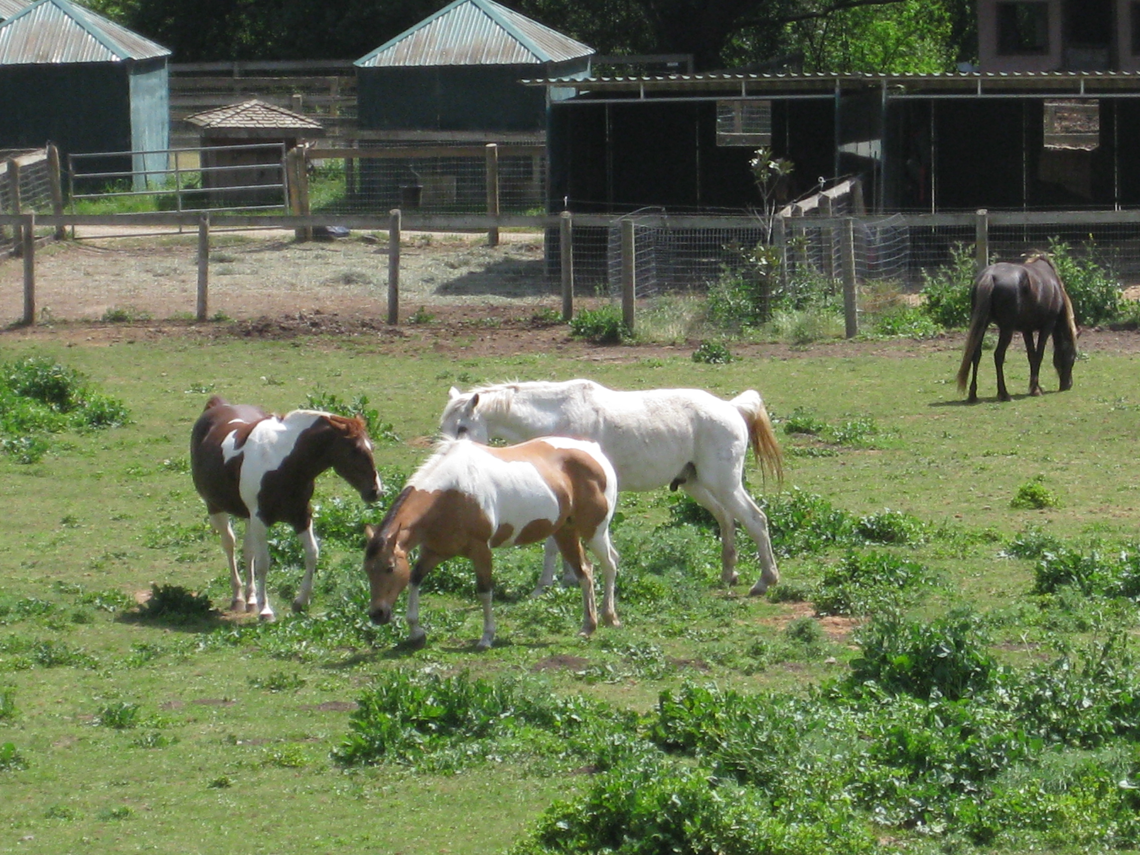 Horse Owners and Boarding