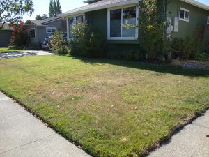 front yard lawn