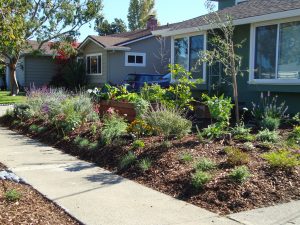 completed native garden