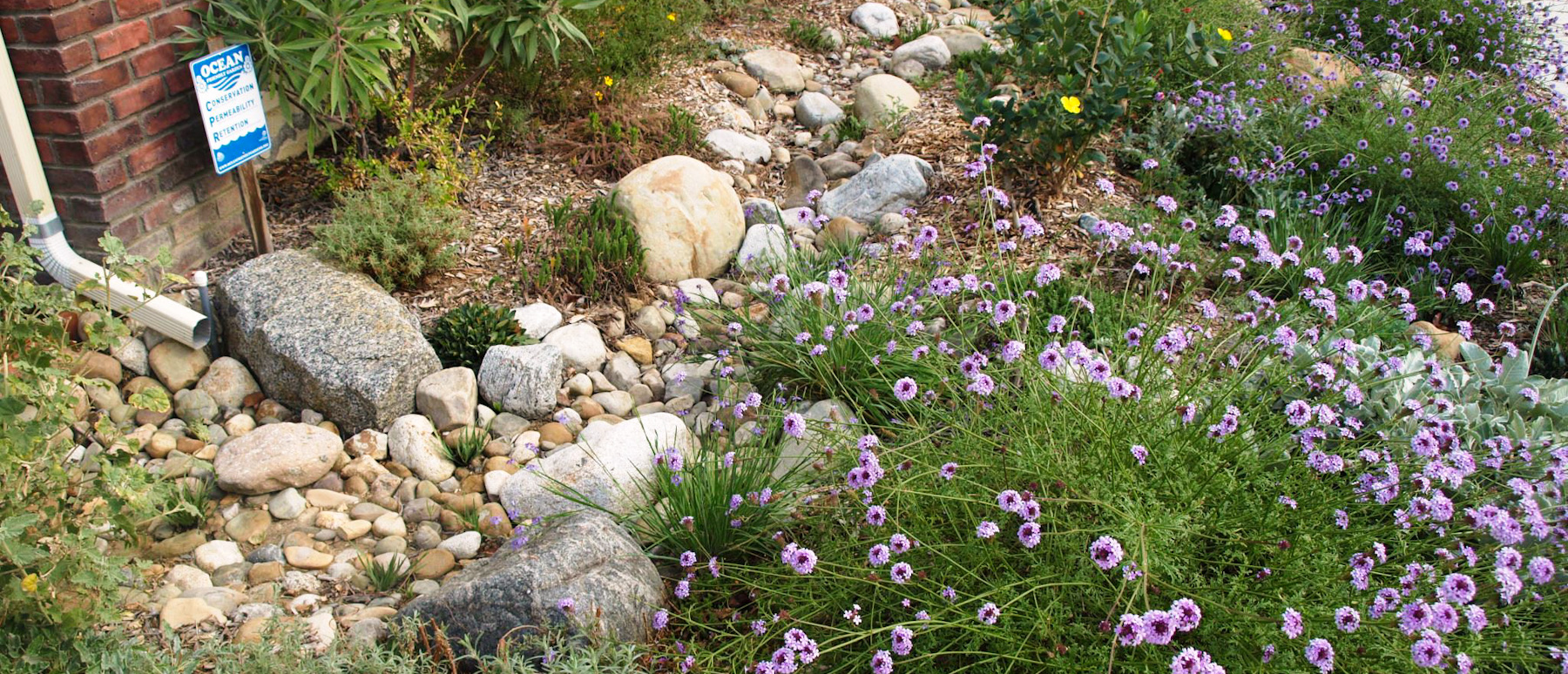 Rain Garden