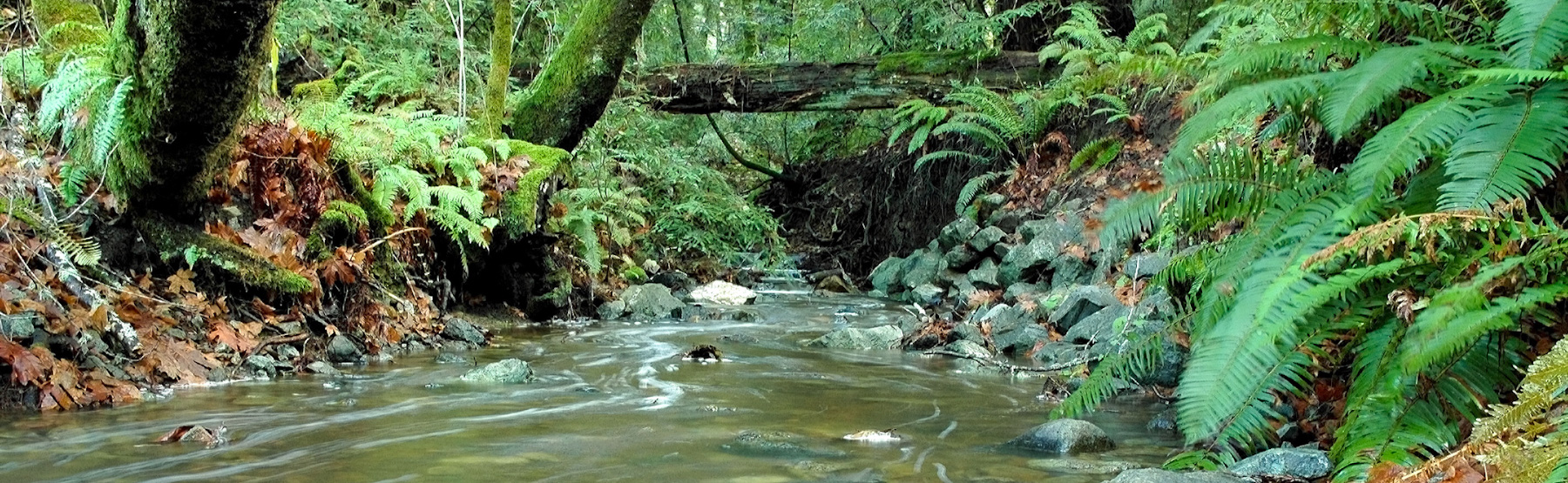 Marin’s Clean Water Program