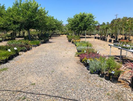 Native Plant Nurseries